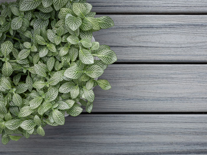 A lush Fittonia houseplant with green and white veined leaves is seen from above, placed on a gray wooden plank surface. The plant's intricate leaf patterns create a striking contrast against the clean, modern background. The setting suggests an indoor environment, possibly a home or office, with a calm and natural aesthetic.